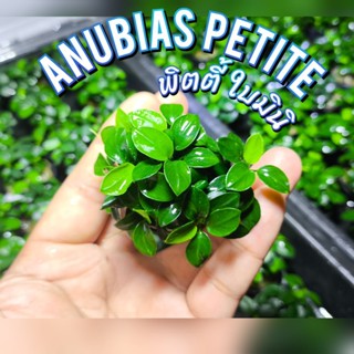 อนูเบียส Petite (Anubias Petite) แบบกระถาง