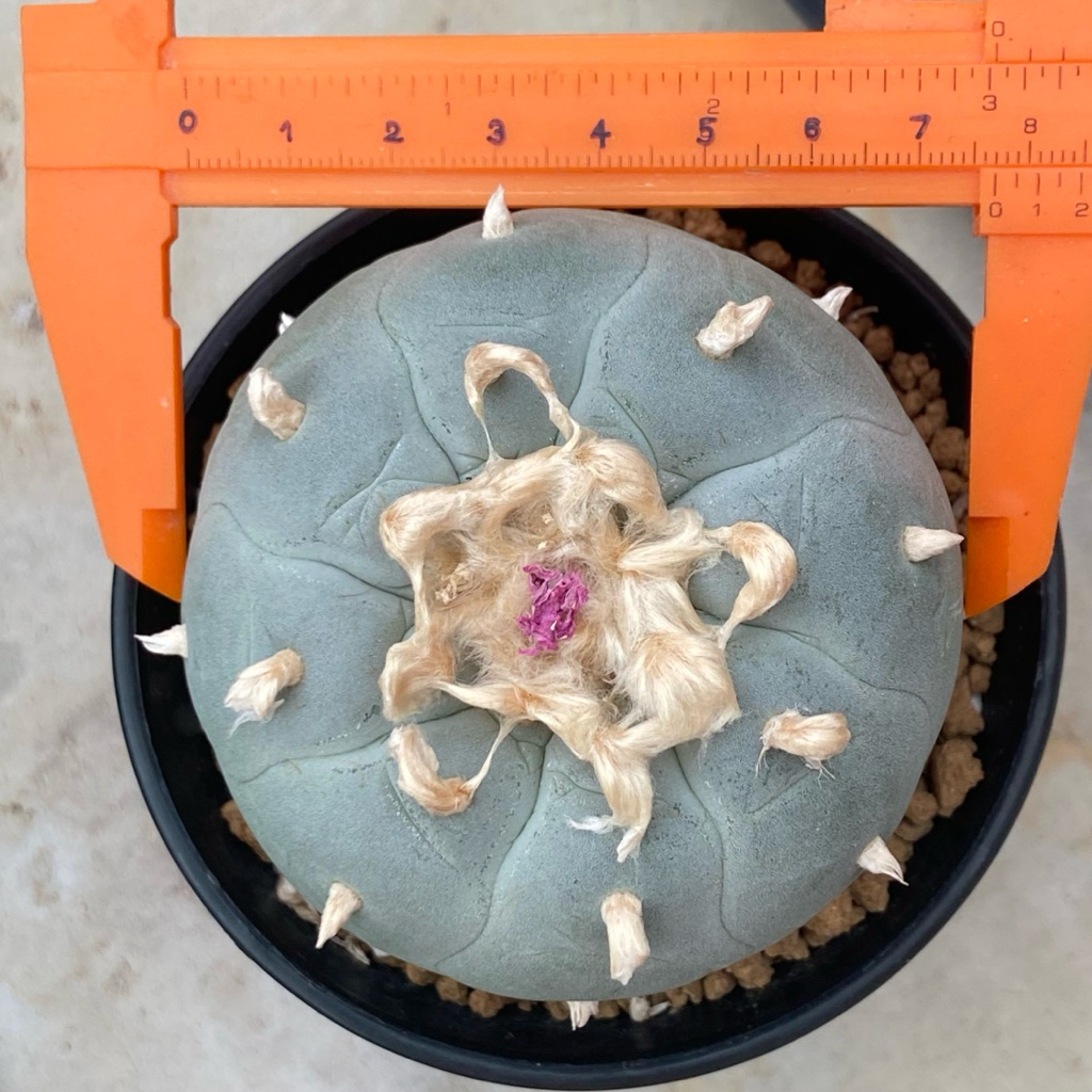 โลโฟไม้เมล็ด Peyote party Lophor williamsii ไม้เมล็ด ต้นใหญ่ ให้ดอกแล้ว ขนาดใหญ่