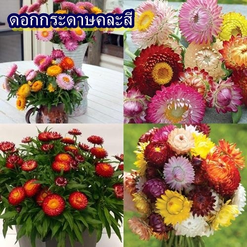 200+ เมล็ด เมล็ดดอกกระดาษคละสี (ปลูกง่าย สีสันดอกสดใส เมล็ดคละสีในซอง ต้นทรงพุ่ม ชอบแดด ระยะ 3-4 เดือนออกดอก)