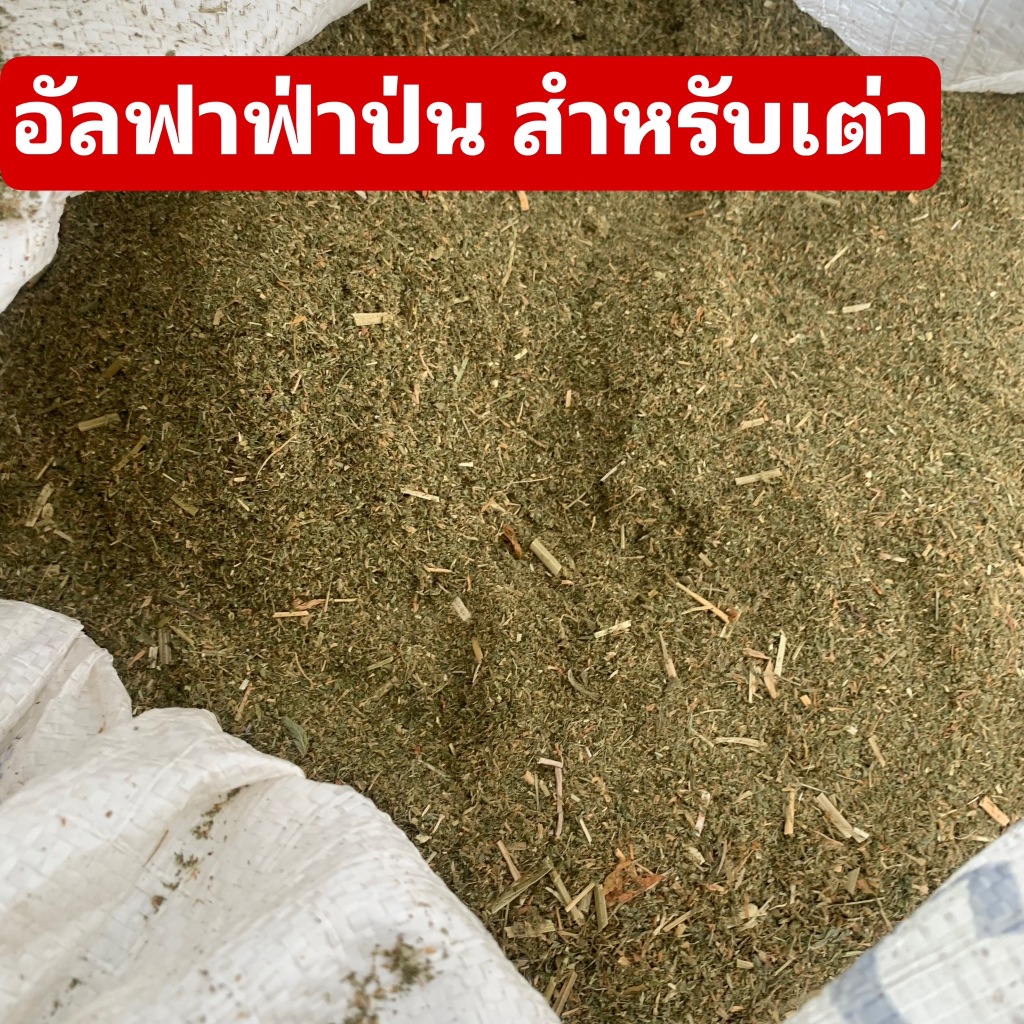 🎉20KG🎉  หญ้าทิมโมธี สับละเอียดพิเศษ และอัลฟาฟ่าป่น สำหรับเต่าบก20กก 🐢 รูปที่ 4