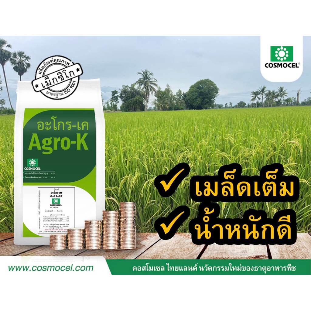 อะโกร-เค (Agro-K) คอสโมเซล ปุ๋ยเคมี 0-31-52 ดูดซึมเร็ว รูปที่ 6