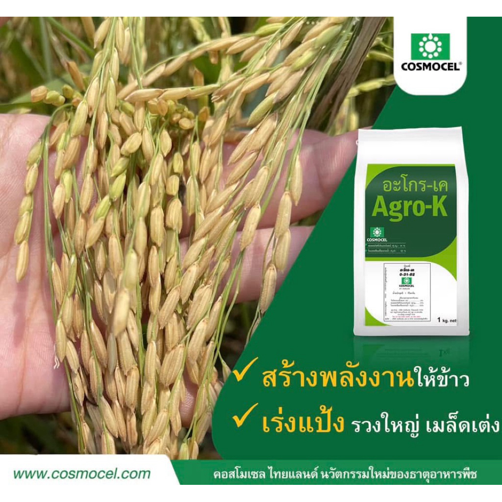 อะโกร-เค (Agro-K) คอสโมเซล ปุ๋ยเคมี 0-31-52 ดูดซึมเร็ว รูปที่ 7