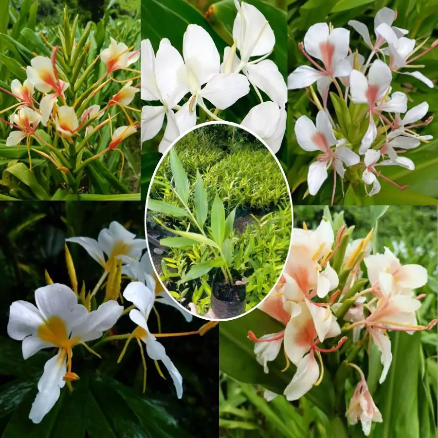 ว่านมหาหงส์ ต้นสะเลเต มี5สี ส่งเป็นต้นนะคะ ต้นแข็งแรง Butterfly Lily
