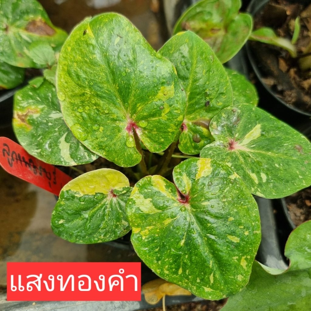 บอนสี แสงทองคำ ส่งทั้งกระถาง 4 นิ้ว ขนาดตามรูปที่ 1-8 แชทเลือกต้นได้ค่ะ ไม้ฟอกอากาศ ไม้มงคล ไม้ประดับ ไม้สวยงาม
