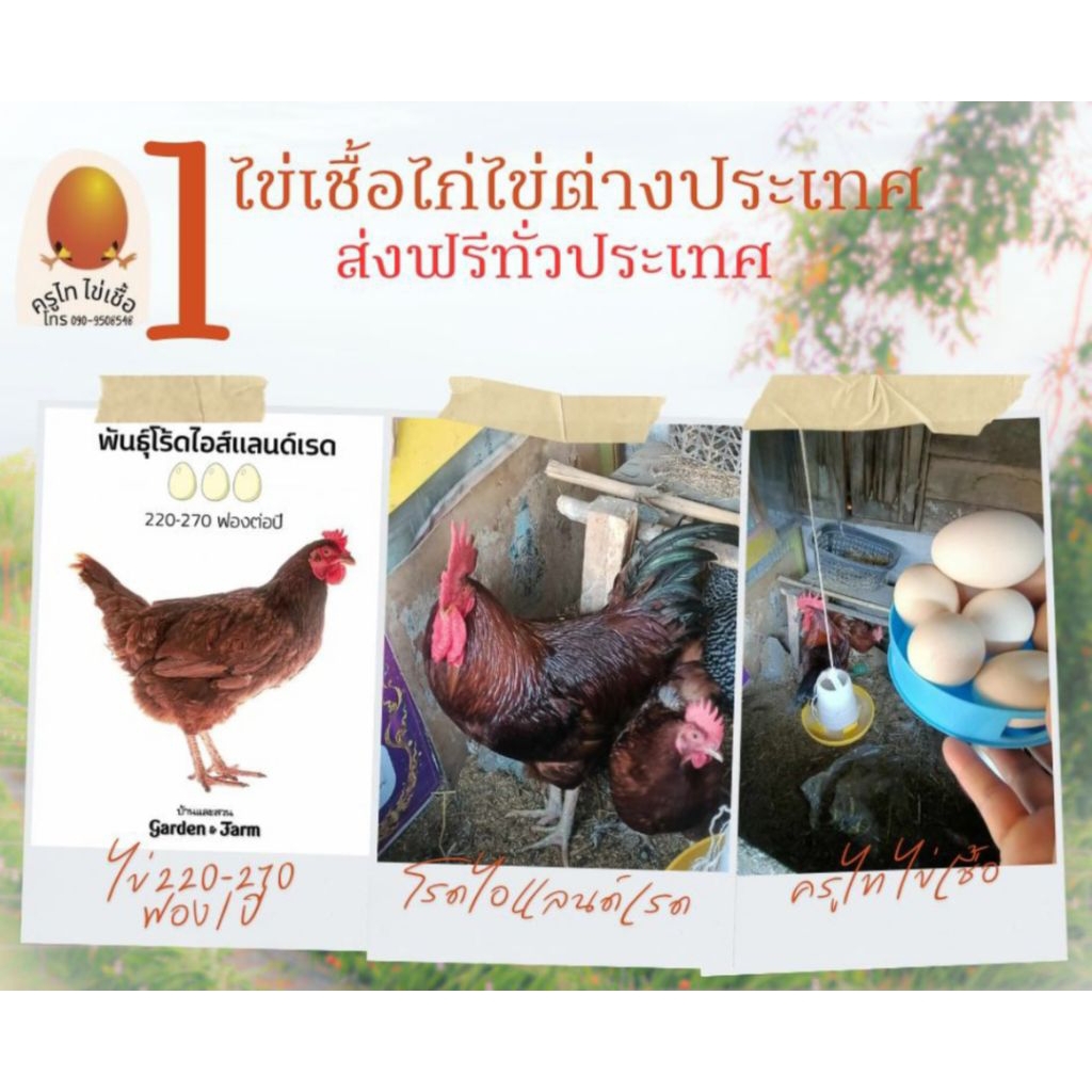 ไข่เชื้อไก่ไข่โรดไอส์แลนด์เรด สายพันธุ์อเมริกา จำนวน 5 ฟอง - รูปที่ 4