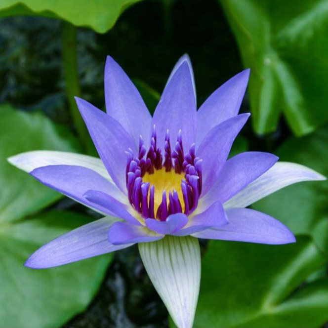 20 เมล็ด ดอกบัว บัวแคระ บัวจิ๋ว Nymphaea Waterlily Lotus Seeds สายพันธุ์ Colorata