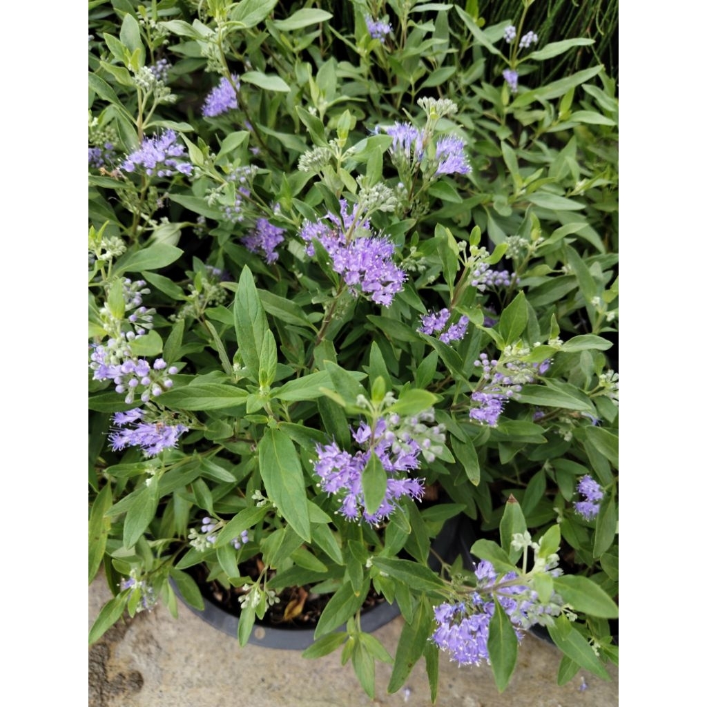 แครีออปเทอริส Caryopteris  หรือบลูเบียร์ด Bluebeard 