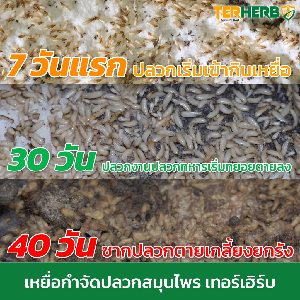 เหยื่อล่อปลวก อาหารปลวก ยาฆ่าปลวก สมุนไพรกำจัดปลวก ปลวกตายยกรัง 100% TERHERB TERMITE BAIT