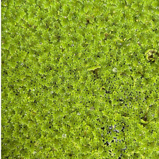 แหนแดง/Azolla (แหนแดง 100 กรัม)