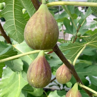 ต้นมะเดื่อฝรั่ง Figs ต้นฟิกส์ สายพันธุ์ Long d'Aout ลำต้นสูง 30-40 ซม กระถาง 6 นิ้ว
