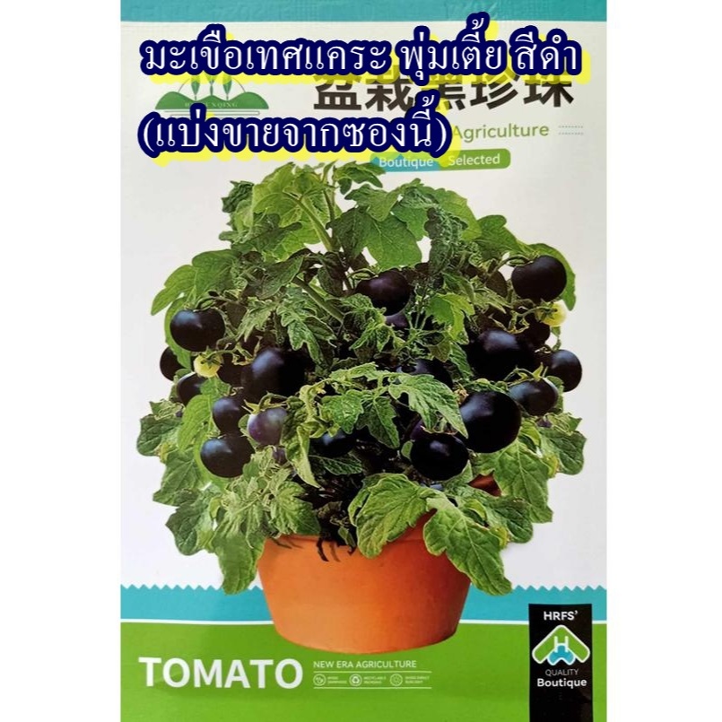 40+ เมล็ด เมล็ดมะเขือเทศแคระ พุ่มเตี้ย สีดำ (ปลูกง่าย หายาก ต้นเตี้ยเป็นพุ่ม ผลสีดำ ออกผลดก รสชาติเปรี้ยวอมหวานทานสดได้)