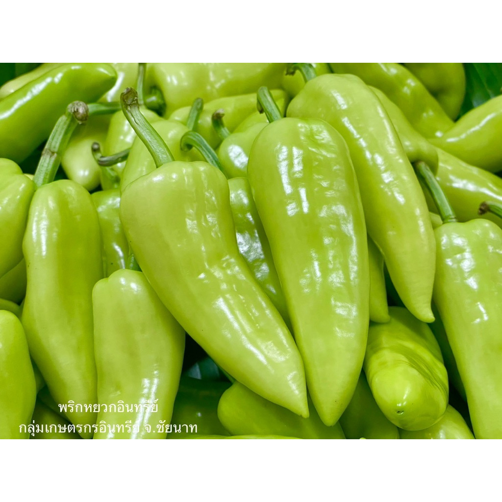พริกหยวกอินทรีย์ น้ำหนัก 1 ขีด