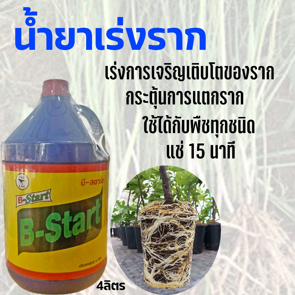 น้ำยาเร่งราก B-1 บี-สตาร์ท ขนาด 4 ลิตร ทีเร็กซ์ B-Start