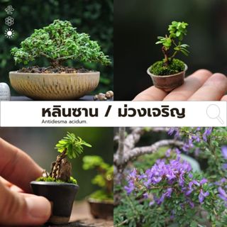 บอนไซ หลินซาน ม่วงเจริญ ไม้ดอก หอม กระถางพลาสติก2นิ้ว บอนไซจ…