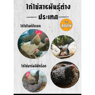 ไก่ไข่ไก่ไข่ไลท์ชัชเชคและไก่ไข่บาร์พลีมัทร็อค  6 ฟอง