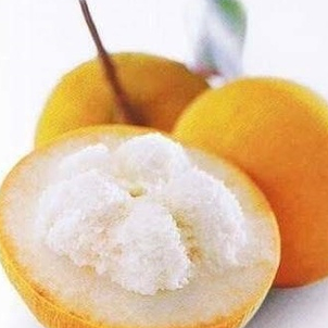 ต้นกระท้อน Santol พันธุ์ ทองกำมะหยี่ ผลโต น้ำหนักดี สูง 60-70 cm ทาบกิ่ง