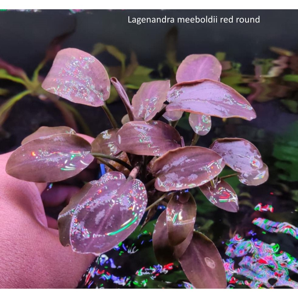 Lagenandra meeboldii red round 1 พอท พร้อมส่ง ใบบก