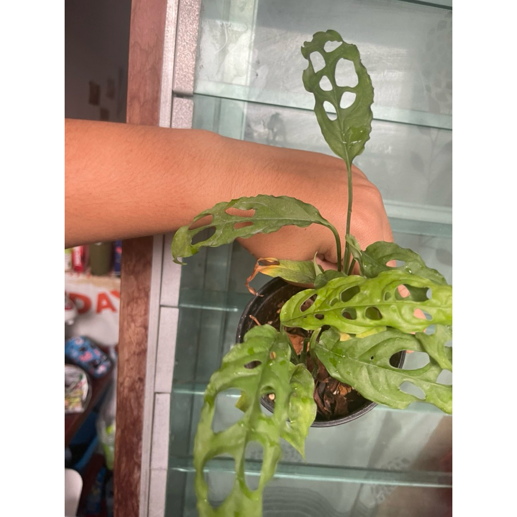 monstera oblique peru