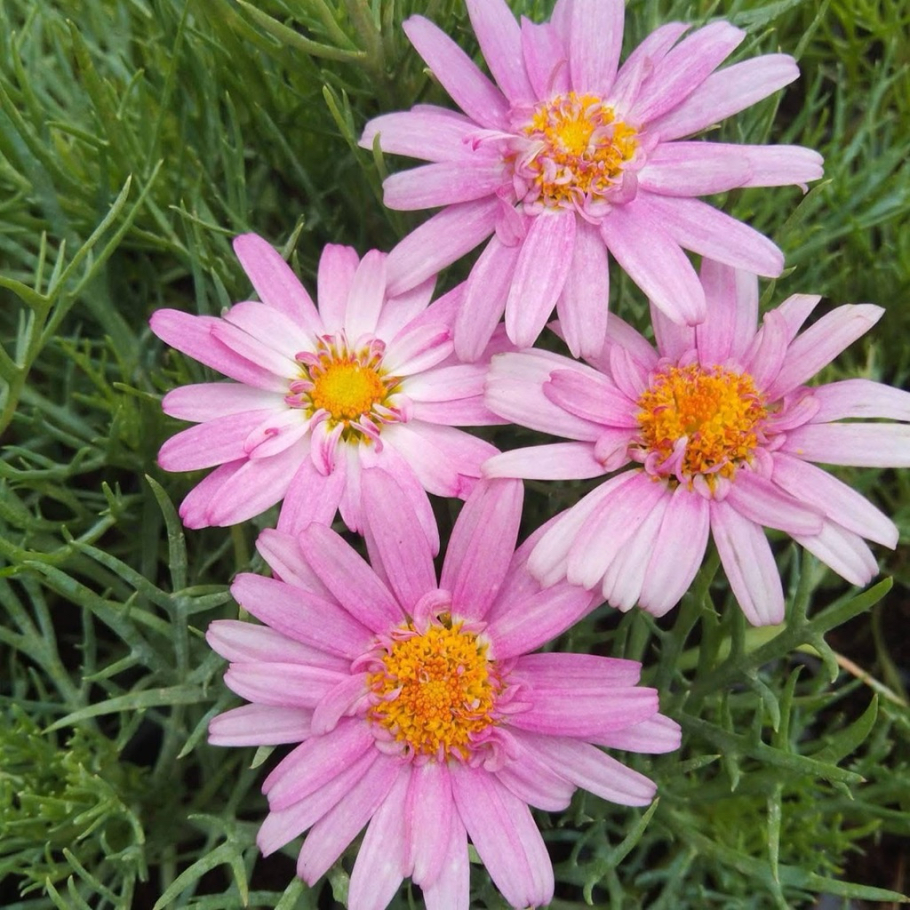 เดซี่ชมพู Pink summer star daisy  ดอกไม้กินได้