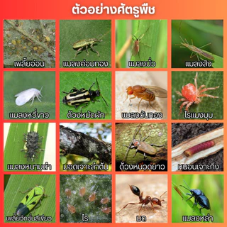 ฟิป18 (ฟิโพรนิล+ฟีโนบูคาร์บ) น็อค+ดูดซึม เพลี้ยไฟ เพลี้ยไก่แจ้ หนอนกระทู้ หนอนเจาะ แมลงปีกแข็ง บั่ว ด้วง ปลวก ขนาด1ลิตร