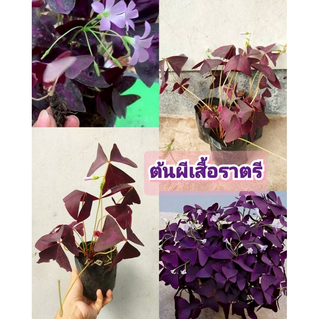 ต้นผีเสื้อราตรี สีม่วงด่าง ไม้ประดับมงคล ใบสวยคล้ายผีเสื้อ ต้นชำถุงเเตกกอพร้อมปลูก สินค้าเสียหายยินดีเคลมฟรี