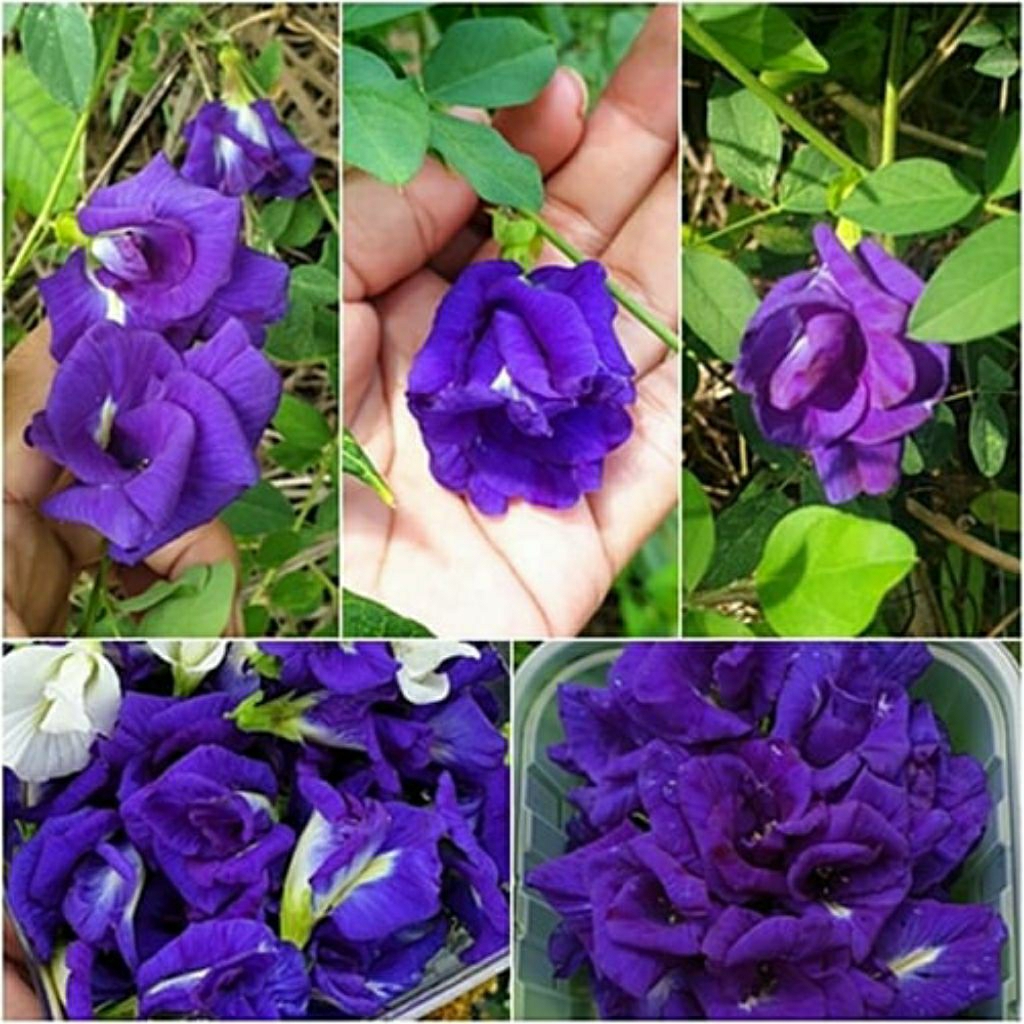 อัญชัน(สีม่วง)30เมล็ด
