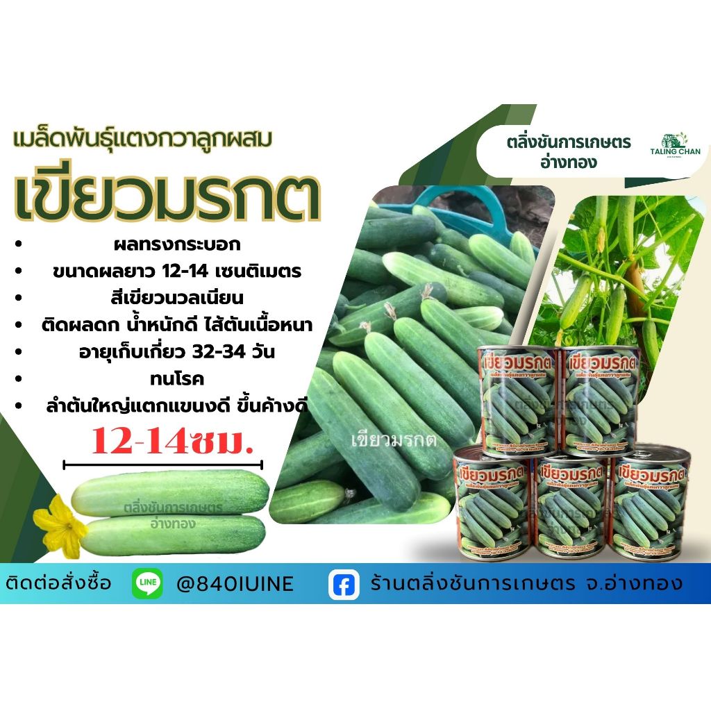 แตงกวาเขียวมรกต พันธุ์ดก