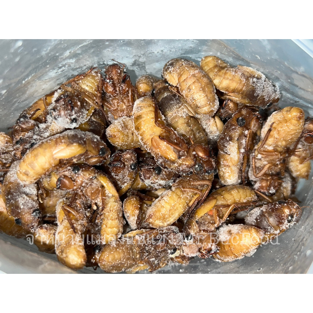 ตัวอ่อนจั๊กจั่น (เงาะจั๊กจั่น) 1 kg. ส่งรถห้องเย็น