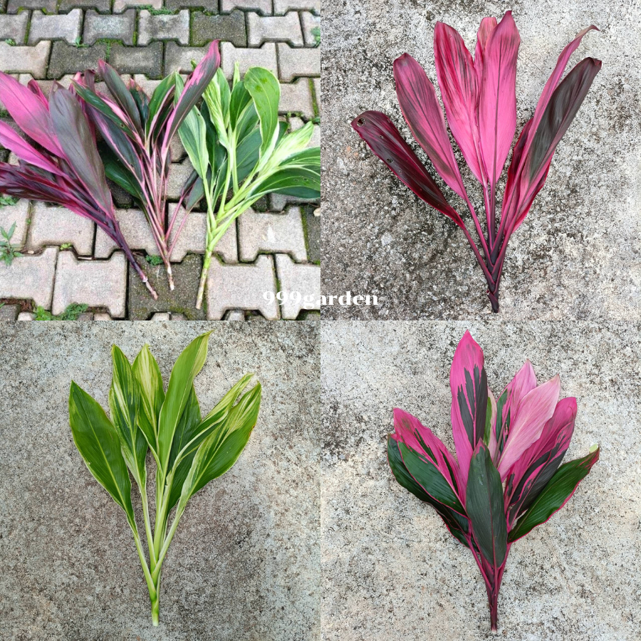 กิ่งหมากผู้หมากเมีย 3สี 3สายพันธุ์ ขายเป็นกิ่ง (ทับทิมสยาม/เพชรน้ำหนึ่ง/เขียวด่างขาว)