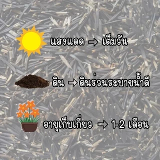 ดอกดาวเรือง300 เมล็ด คุ้มถูกสุดๆโตไวปลูกง่าย เมล็ดพันธุ์ดอกดาวเรืองราคาส่ง【ซื้อ 5 แถม 5 ฟรี】