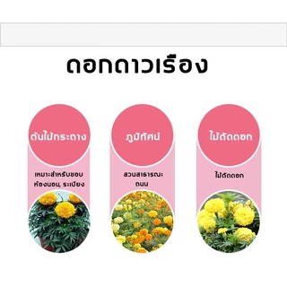 ดอกดาวเรือง300 เมล็ด คุ้มถูกสุดๆโตไวปลูกง่าย เมล็ดพันธุ์ดอกดาวเรืองราคาส่ง【ซื้อ 5 แถม 5 ฟรี】