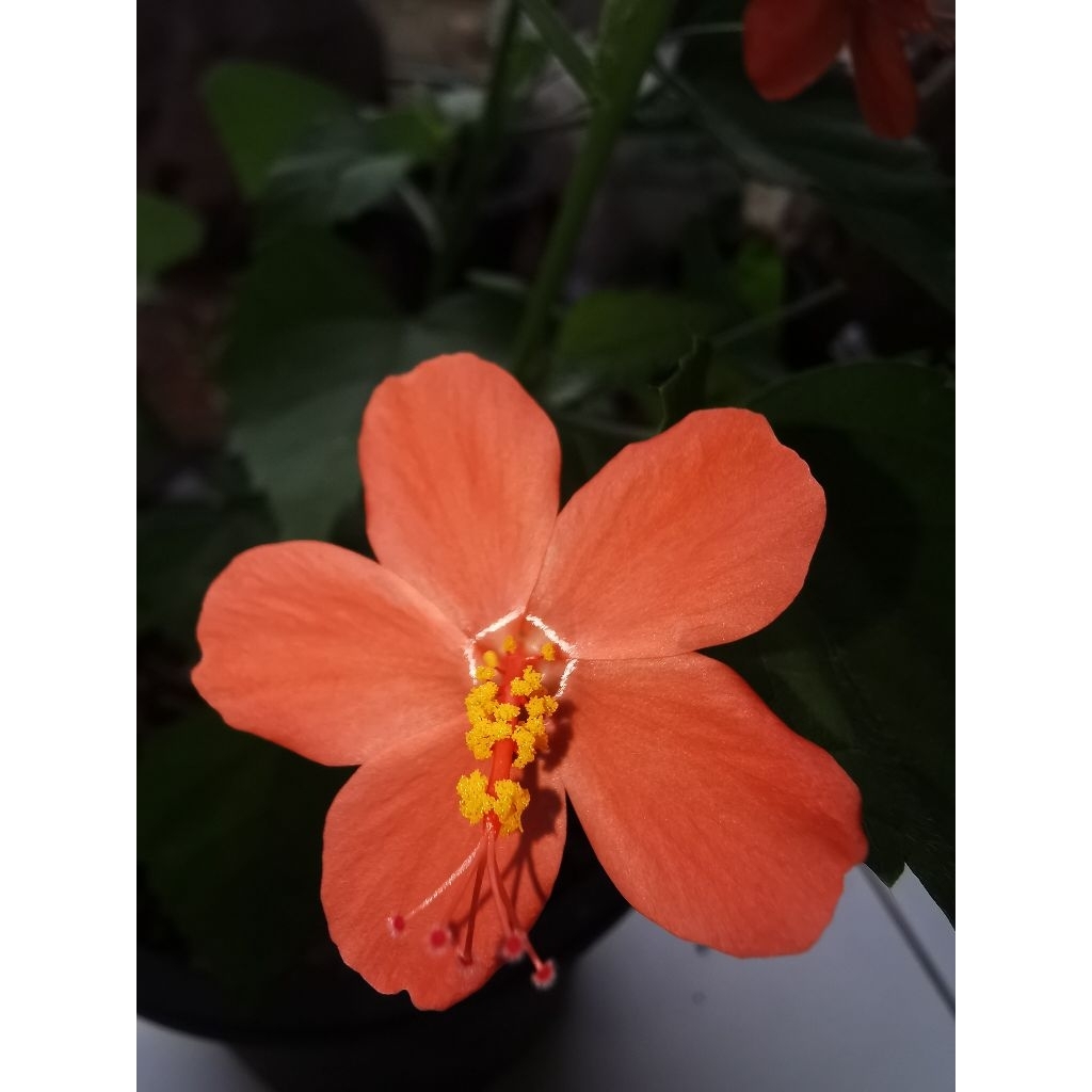 ต้นชบาจิตลดา​ กระถาง6นิ้วส่งติดดอกแล้ว
