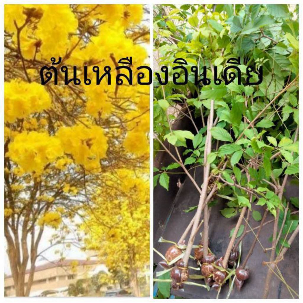 ต้นเหลืองอินเดียแท้ กิ่งตอนลงถุงดำ สูง50-70ซม ส่งฟรี