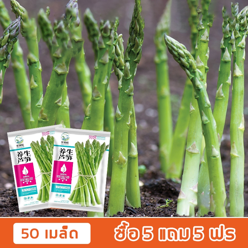 50 เมล็ด [ซื้อ 5 แถม 5 ฟร] เมล็ดพันธุ์ หน่อไม้ ฝรั่ง หน่อไม้ฝรั่ง พันธุ์ดี งอกง่าย โตไว พุ่มใหญ่ ทานอร่อย