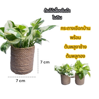 พลูด่าง สีทอง พลูงาช้าง เศรษฐีเรือนนอก  ต้นไม้ฟอกอากาศ ปลูกไ…