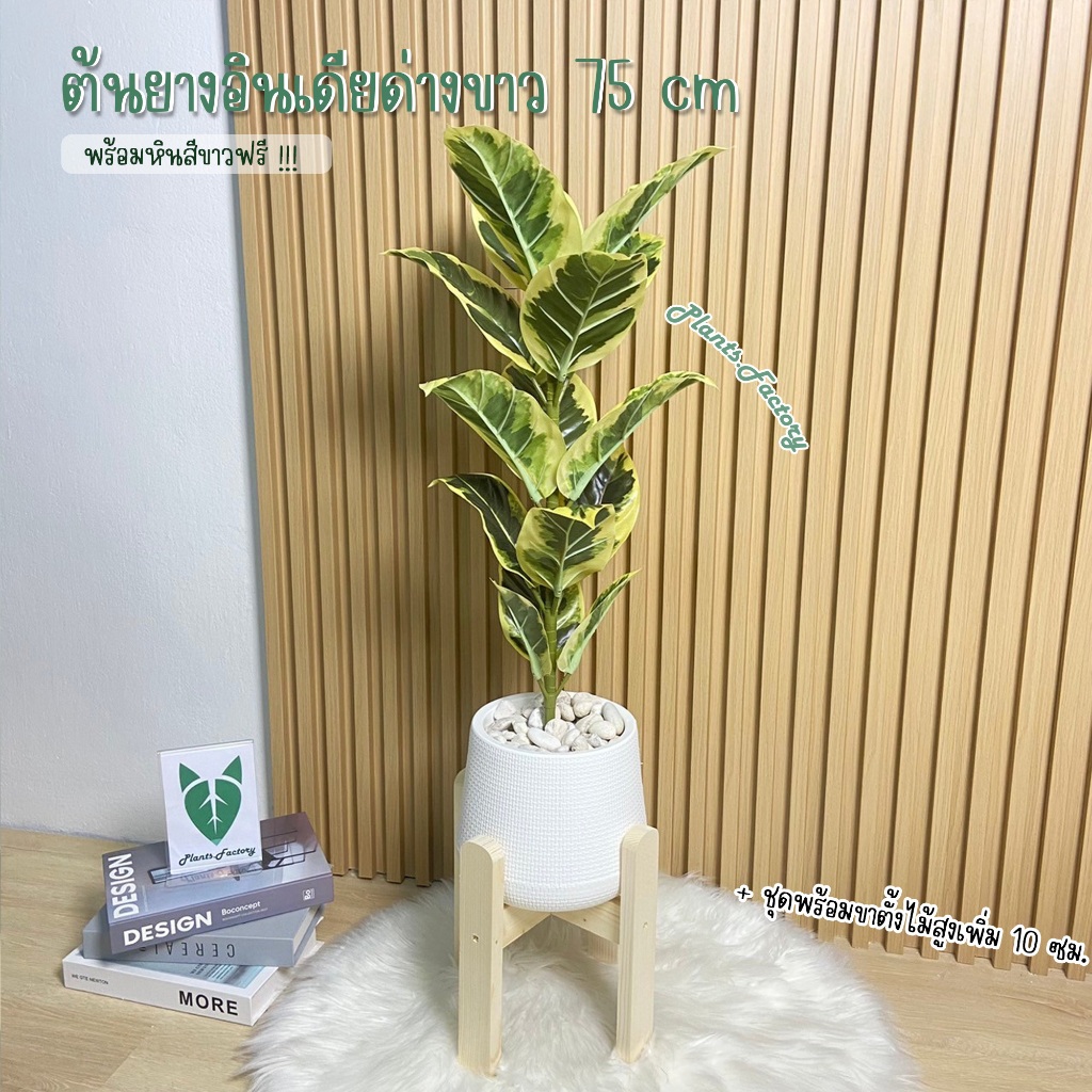 ต้นไม้ปลอม ยางอินเดียใบด่าง พร้อมกระถางแหละหินสีขาวครบเซ็ต(75cm)🍀