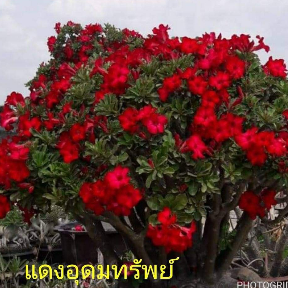 10 เมล็ด ชวนชม แดงอุมทรัพย์ ดอกสีแดง Adenium Seeds