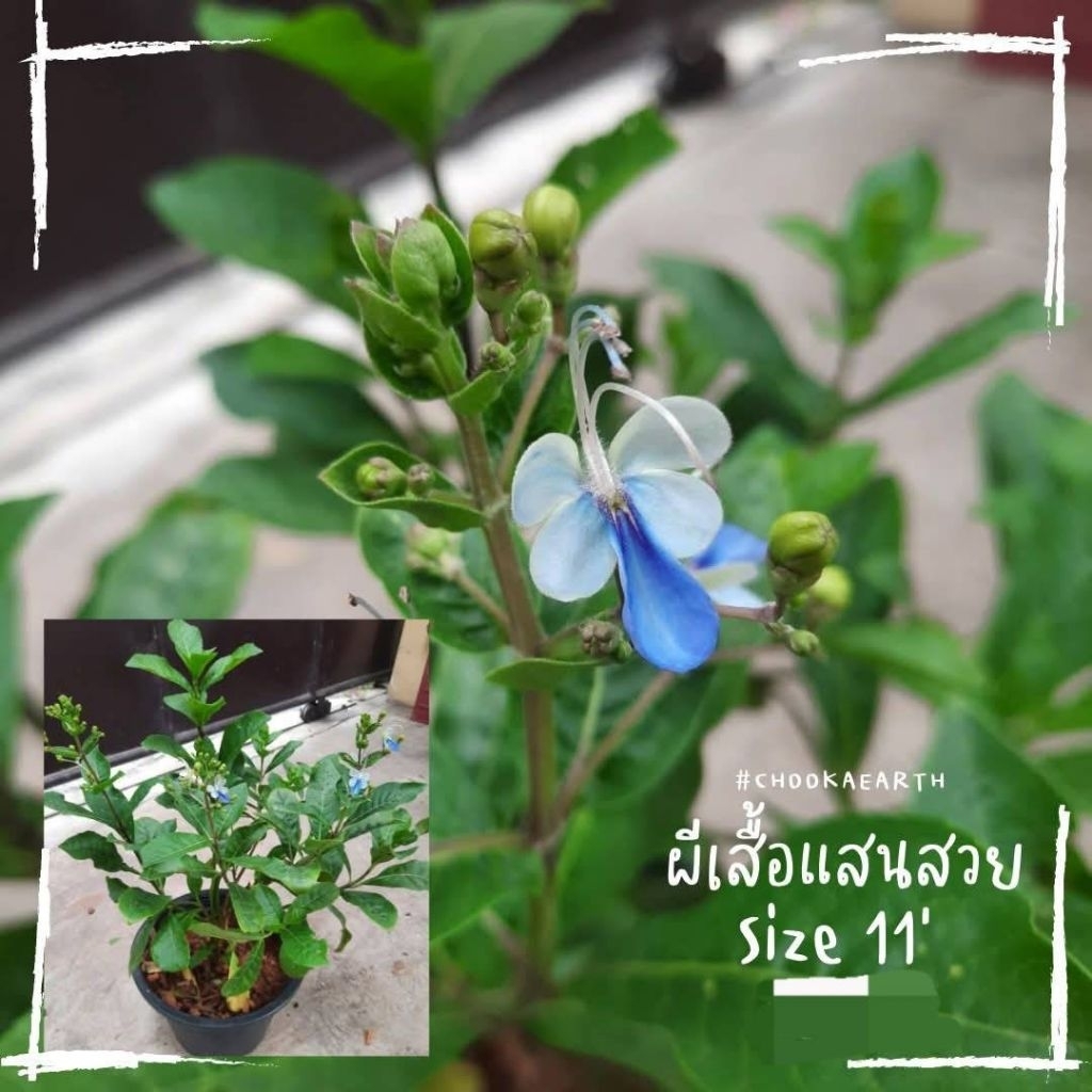 ยางอินเดียด่างชมพู ต้นสวย กระถาง 11 นิ้ว (จัดส่ง 1-2 วัน)