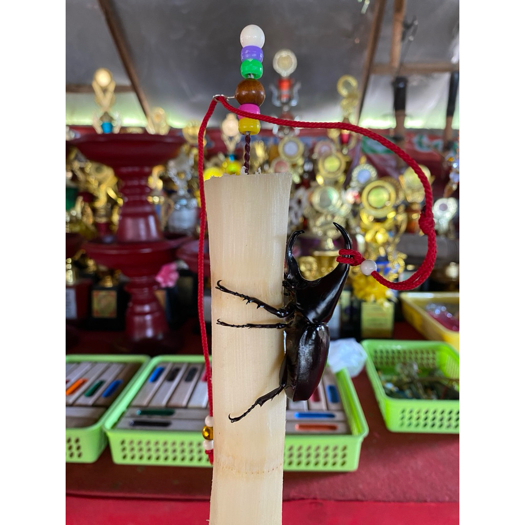 หลักสำหรับกว่างชนพร้อมเชือก 1 ชิ้น. เลือกสีเชือกได้