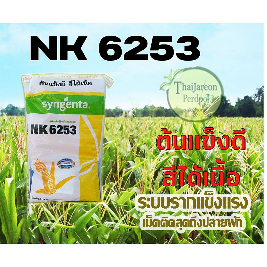 เมล็ดพันธุ์ข้าวโพดลูกผสม syngenta NK6253 (3.5หุน) น้ำหนัก 10 กก. ไทยเจริญพืชผล