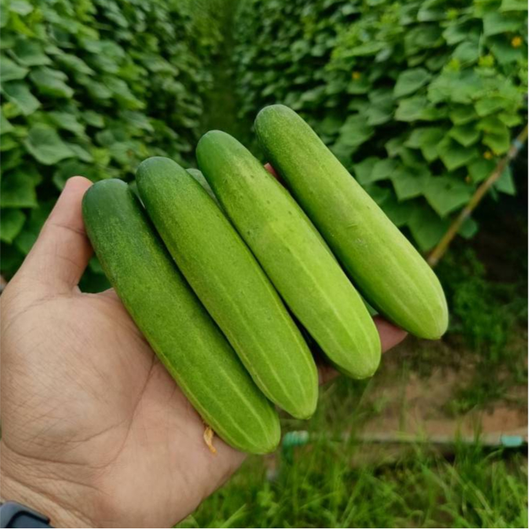 เมล็ดพันธุ์ แตงกวาสิบแสน (ซองรีเทล)
