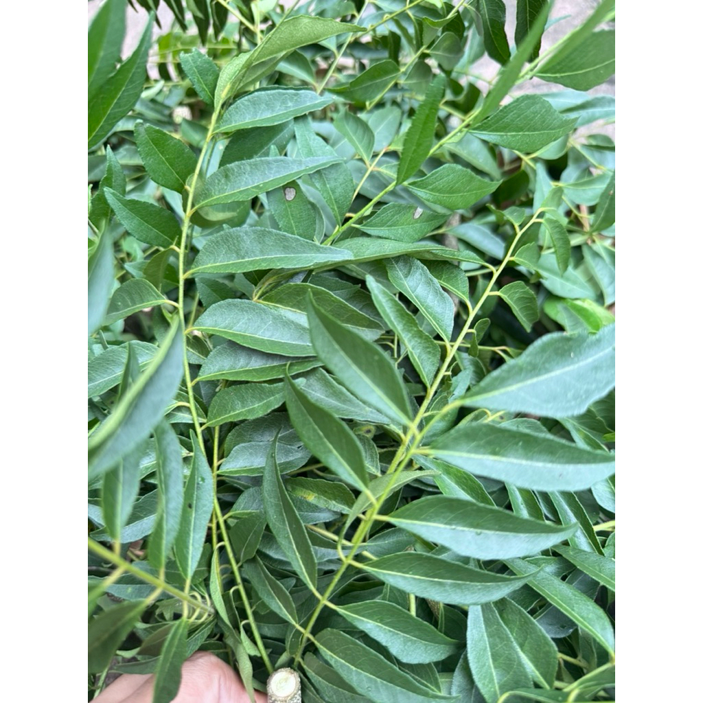 Fresh curry leaves แท้100% ออแกนิค 20g. ใบหมุย ใบหอมแขก ใบแกง เคอรี่ลีฟ Khadi patta Karapincha curry leave daun kari