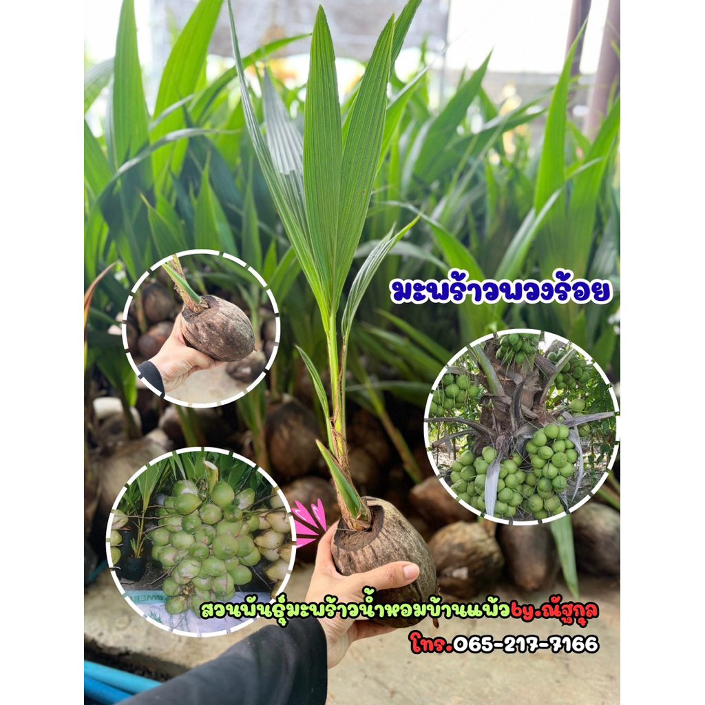 มะพร้าวพวงร้อย ต้นเตี้ยลูกดกที่สุด (เจ้าของสวนขายเอง)