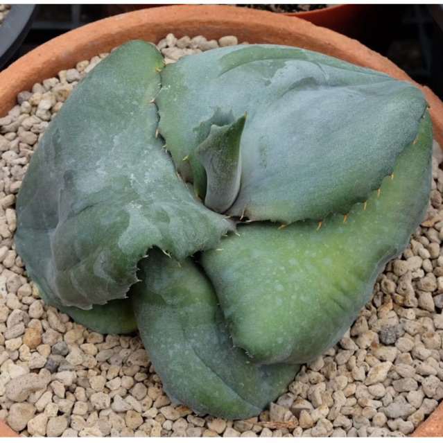 อากาเว่ Agave marmorata cv. Papilio Platanoides