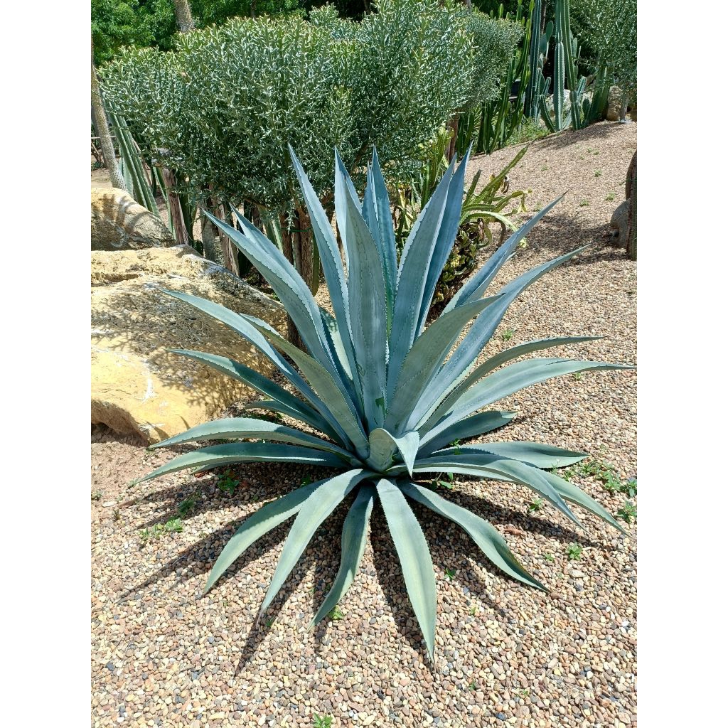Agave tequilana , blue  teguila  ,อากาเว่เตกีลาบลู บลูอะกาเว่ ความสูง 20-60 cm. (ส่งแบบถอดกระถาง) ปลูกง่าย แข็งแรงทุกต้น