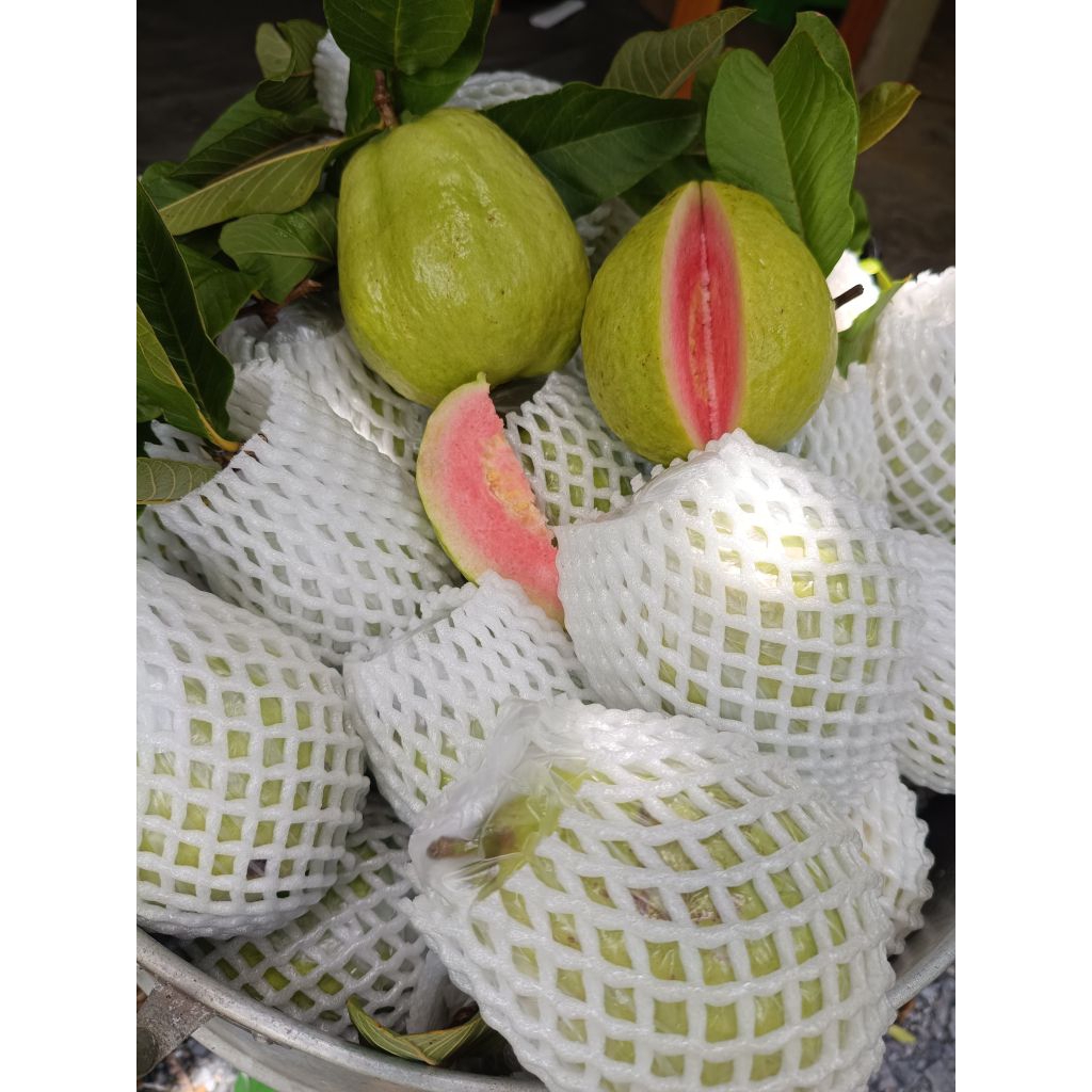 ฝรั่งหงเป่าสือ เก็บสดๆจัดส่งทุกวันจร้าขนาด 3-4ลูกโล  “หงเป่าสือ” เป็นฝรั่งไส้แดง ที่มีถิ่นกำเนิดมาจากไต้หวัน มีลักษณะผล - รูปที่ 5