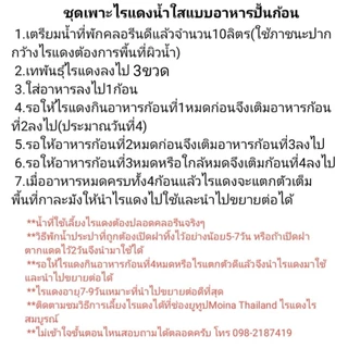ชุดเพาะไรแดงน้ำใสอาหารปั้นก้อน15ก้อนราคา100บาท