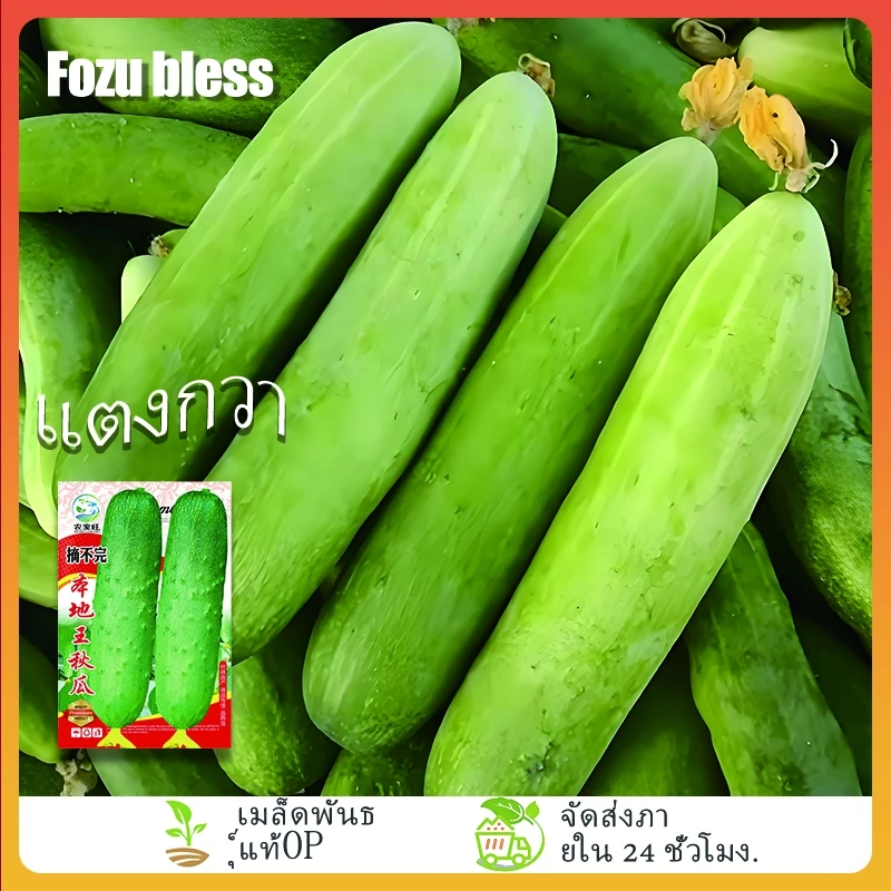 เมล็ดพันธุ์แตงกวาพื้นเมือง เมล็ดพันธุ์คุณภาพดี บรรจุแพ็คละ 60 เมล็ด [ซื้อ 5 แถม 5 ส่งฟรี]