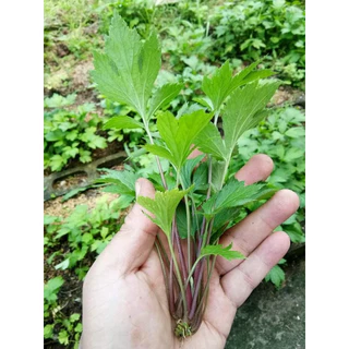 จิงจูฉ่ายเมล็ดพันธุ์ 90-200 เมล็ด กลิ่นหอมแรง ปลูกง่าย ทนแดด ทนฝน โตไว อัตรางอกดี (10แถม1)