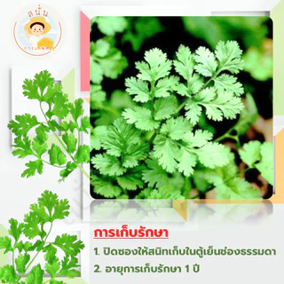 เมล็ดพันธุ์ ผักชีไทย ผักหอมป้อม เมล็ดใหม่ งอกไว เมล็ดผักชี สีแดงอมชมพู มีกลิ่นหอม (1 ซอง 200 เมล็ด)